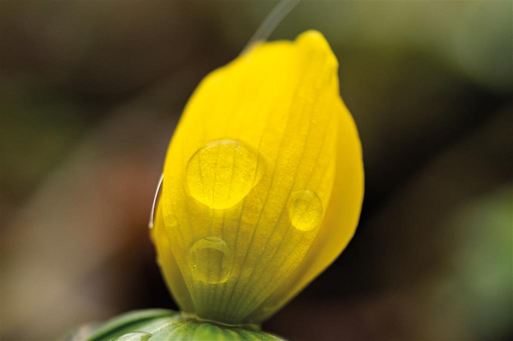 Macro Lens 2,8/60mm Nikon F-Mount